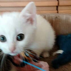 猫の里親会in牛久　茨城県　12月は第三日曜日開催です サムネイル3