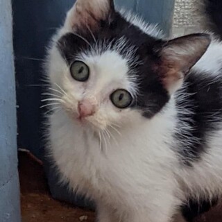 とっても可愛いチビにゃん姉妹、ふわククルちゃん！