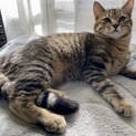 【急募】人懐っこいわんぱく弟猫（♂・ 5ヶ月）