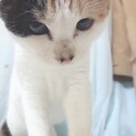 隠れミッキー？がある女の子三毛ちゃん