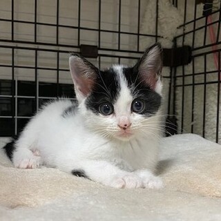 マイペース、小柄なまこちゃん