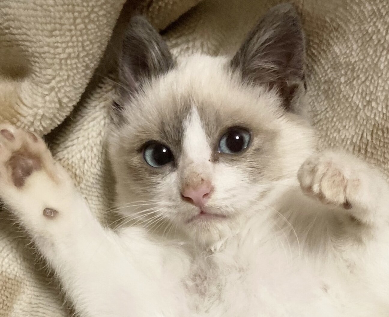 ブルーアイ もふもふな男の子 東京都 猫の里親募集 3959 ペットのおうち 月間利用者150万人 ブルーアイ もふもふな男の子 東京都 猫の里親募集 3959 ペットのおうち 月間利用者150万人