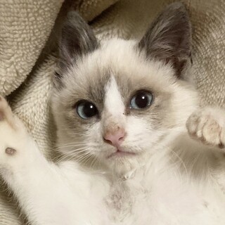 ブルーアイ！もふもふな男の子