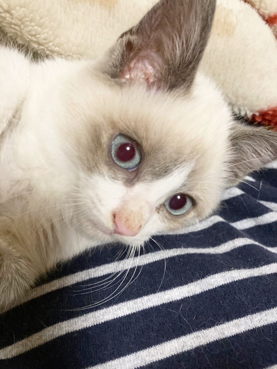 ブルーアイ もふもふな男の子 東京都 猫の里親募集 3959 ペットのおうち 月間利用者150万人 ブルーアイ もふもふな男の子 東京都 猫の里親募集 3959 ペットのおうち 月間利用者150万人