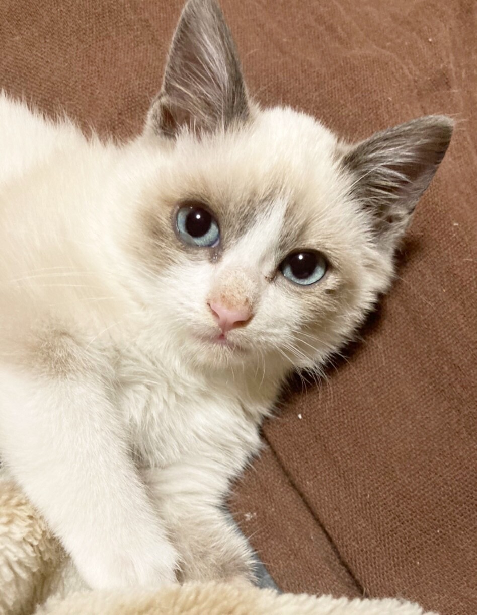 ブルーアイ もふもふな男の子 東京都 猫の里親募集 3959 ペットのおうち 月間利用者150万人 ブルーアイ もふもふな男の子 東京都 猫の里親募集 3959 ペットのおうち 月間利用者150万人