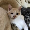 約3カ月位のオスの茶白の子猫