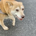お散歩大好きで優しいMIX犬！