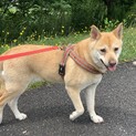 見た目よりナイーブで優しいMIX犬！