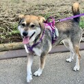 人見知りだけど慣れると甘えん坊なMIX犬！