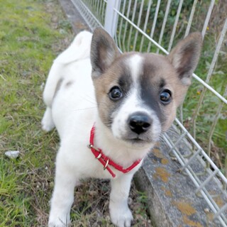 元気いっぱい☆キャロル君　1ヶ月半