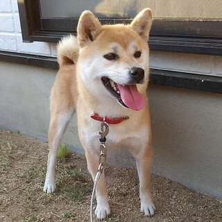 きれいな柴犬・メス三歳・小ぶり