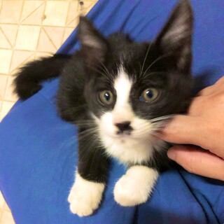生後約３ヶ月　ハチワレ子猫♂の里親募集