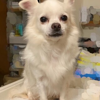 チワワ♀️『ララ』推定６才