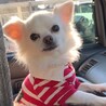 チワワ♀️『ララ』推定６才 サムネイル2