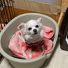 チワワ♀️『ララ』推定６才 サムネイル5