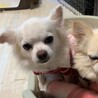 チワワ♀️『ララ』推定６才 サムネイル6