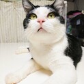 【サリバン先生】おかげさまで里親様が決まりました。