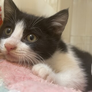 【小平市】綺麗なハチワレ女子！アロエちゃん