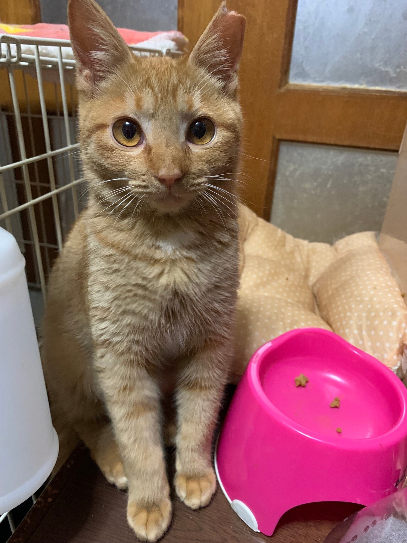 6ケ月 茶トラ猫 もふも 大阪府 猫の里親募集 ペットのおうち 月間利用者150万人