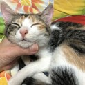 3ヶ月三毛猫ちゃん　