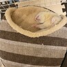 寝方が完全に人間なのよ。笑_明日は職場の忘年会で帰りが遅くなるき、シェイラと一緒にぽこくん実家初お泊まり。荷造りしながらドキドキの飼い主。笑_さわち、なること仲良く出来るかなあ〜。