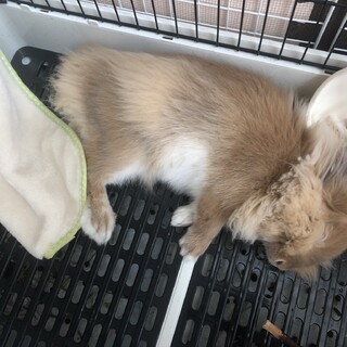 大人しいロップイヤーの男の子です！