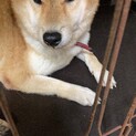 誰か優しい方、柴犬を飼って下さい（ ;  ; ）