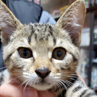 プロレス遊びが好きな元気な女の子。マリンちゃん。