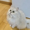癖になる可愛さ♡こうめちゃん