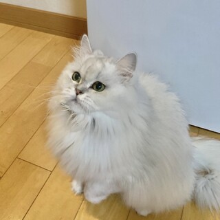 癖になる可愛さ♡こうめちゃん