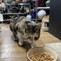 三毛猫のこねこちゃん☆