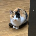 三毛猫の子猫☆つぼみちゃん