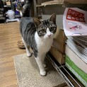 メスの子猫ちゃん☆