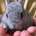 ミニウサギの飼い主募集