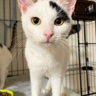 里親さん決定！なつっこい男の子、レオくん