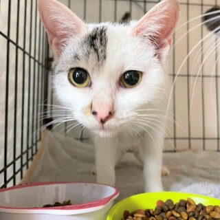 里親さん決定！なつっこい女の子ロンちゃん