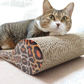 ツンデレ美人のキジ白ちゃん