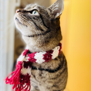 超構ってさんなオトコノコ【FIV陽性】