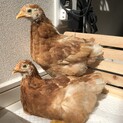 卵も産めるいい子達！