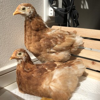 卵も産めるいい子達！