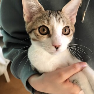 12/26ボニズハウスお見合い会参加♪ヒョウくん