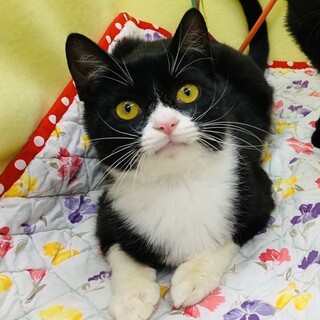 綺麗なハチワレ黒白バロン君