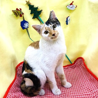 もちもち三毛猫ゆずきちゃん