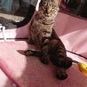 抱っこ好き！キジ猫ちゃん！ サムネイル2