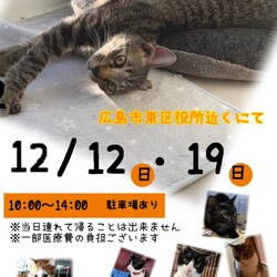 保護ねこ☆小さな譲渡会