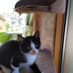 保護ねこ☆小さな譲渡会 サムネイル2