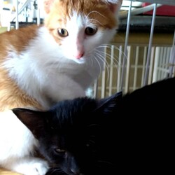 保護ねこ☆小さな譲渡会 サムネイル3