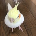 募集を一時停止させていただきます。