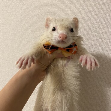 ハロウィンの時のぽこくんがめちゃくちゃ可愛いので載せる☺︎(遅すぎ)