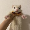 ハロウィンの時のぽこくんがめちゃくちゃ可愛いので載せる☺︎(遅すぎ)